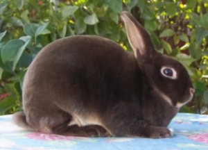 Chocolate otter clearance mini rex