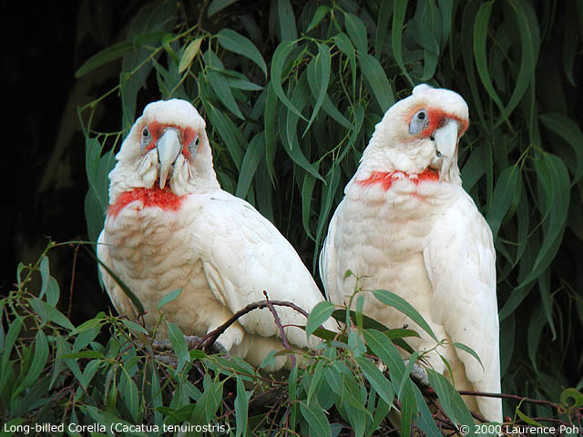 Long Beaked Corella