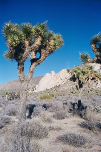 Another Joshua Tree