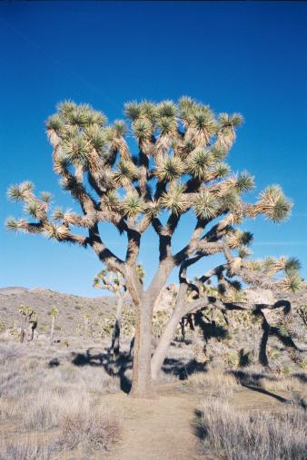 A Joshua Tree