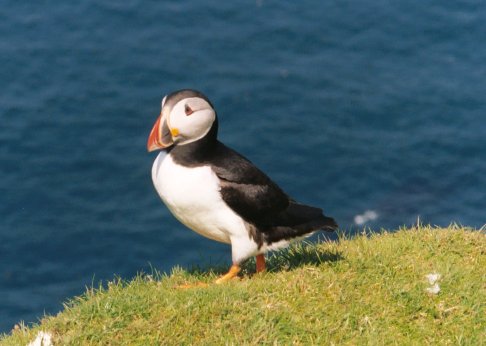 Puffin at Hermaness, Unst