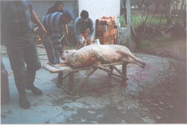 Matana do Porco (2 Imagem)