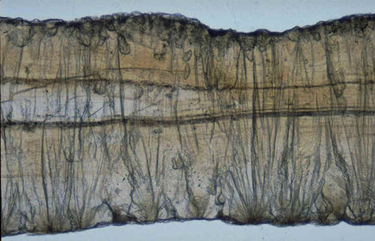 Prismatoolithus section radiale Berre dtail.jpg (85393 octets)