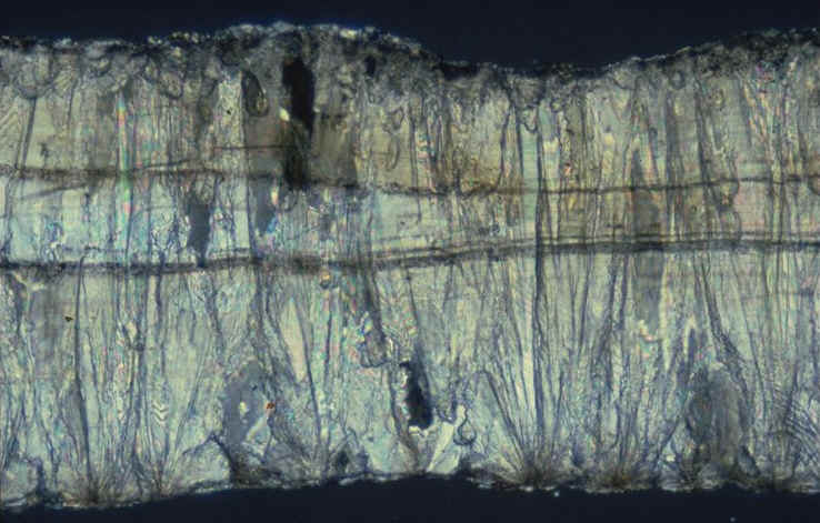 Prismatoolithus section radiale lum pol detail Berre.jpg (95518 octets)