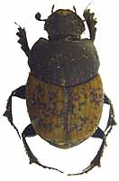 onthophagus_similis.jpg (9615 bytes)