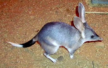 Bilby Baby