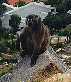 Cape baboon