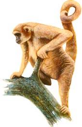 Mono Carvoeiro