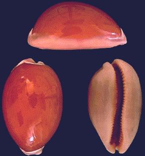 Cypraea aurantium