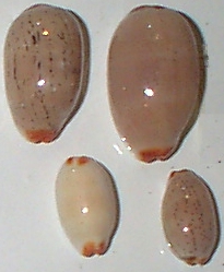 Cypraea isabella