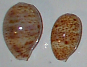Juvenile Cypraea lynx