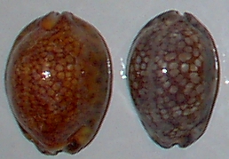 Cypraea maculifera