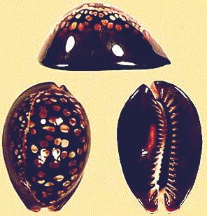 Cypraea mauritiana