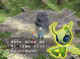Celebi's rare appearance in the game starts here!
Click to see larger!