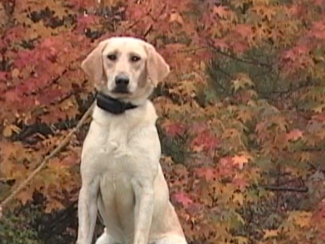 trained retrievers ca