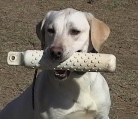 trained retrievers sammi