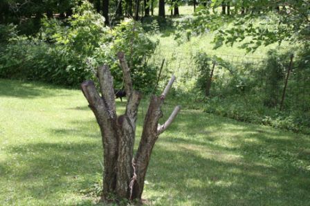 image - tree scuplture