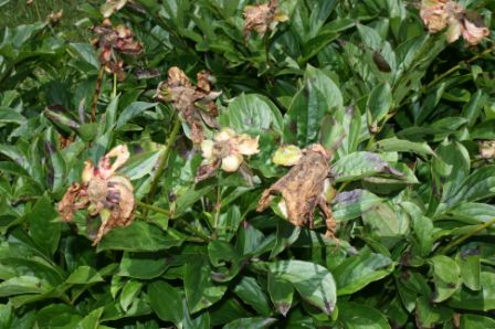 image - dried flowers