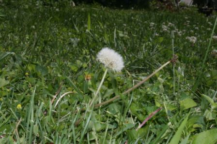image - dandelions