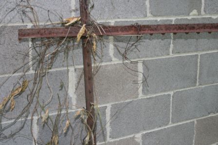 image - climbing vines