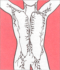 [Diagram of lymphatic system]