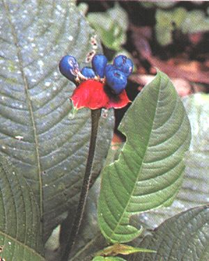 Cephaelis ipecacuanha