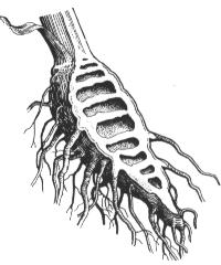 Cicuta virosa - root