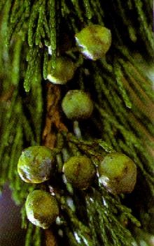 Juniperus sabina - bagas