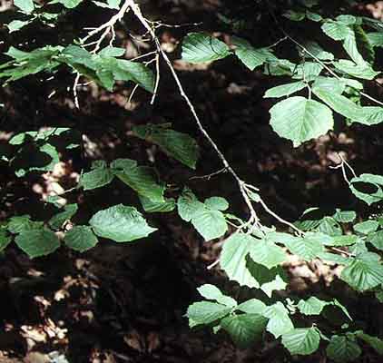 Hojas de avellano (Corylus avellana)