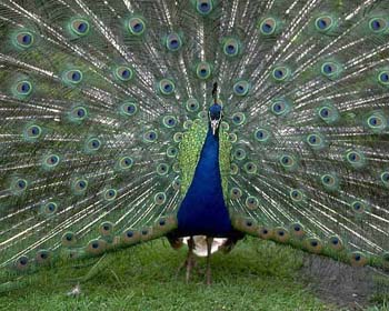 Peacock - Our National Bird