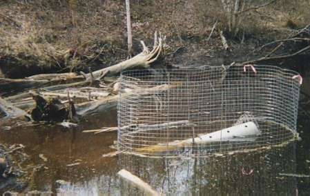 Beaver Pipe