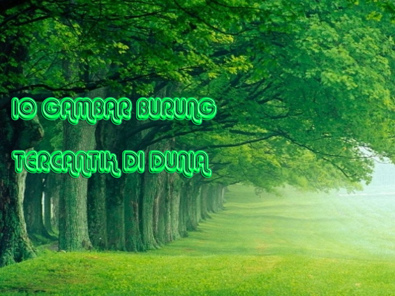 Gambar Burung Tercantik Dunia Background