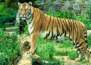 Royal-Bengal-Tiger.jpg