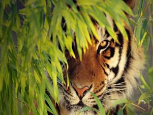 safari bengal tiger.jpg