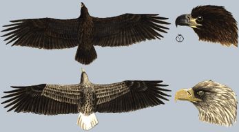 White-tailed Sea Eagle or Gray Sea Eagle (Haliaeetus albicilla)