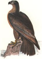 Washington Sea Eagle von John James Audubon