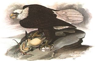 Weisskopfseeadler (Haliaeetus leucocephalus)