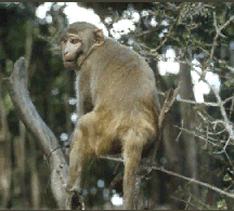 Rhesus Monkey (Macaca mulatta)