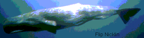 Sperm Whale (Physeter catadon)
