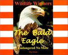 The Bald Eagle: Endangered No More