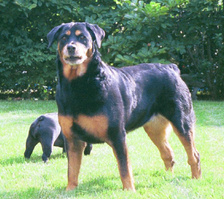 Trojan rottweilers sales