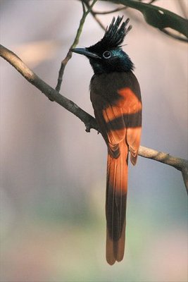 Female Asian Paradise-Flycatcher