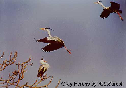 Grey Herons