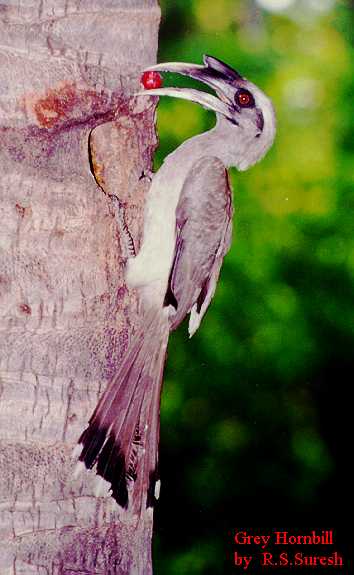 Male Indian Grey Hornbill