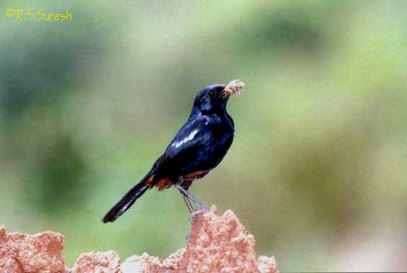 Male Indian Robin