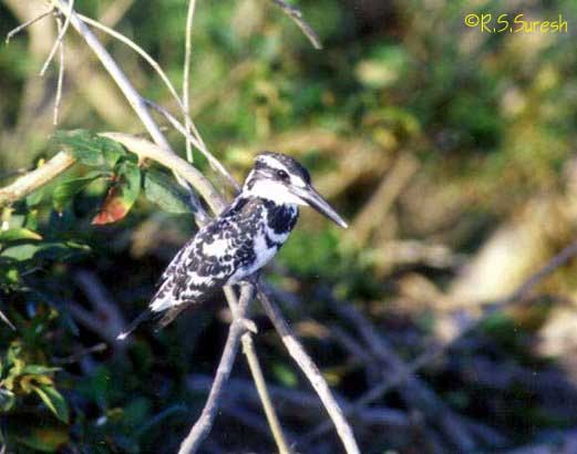 Male Pied Kingfisher