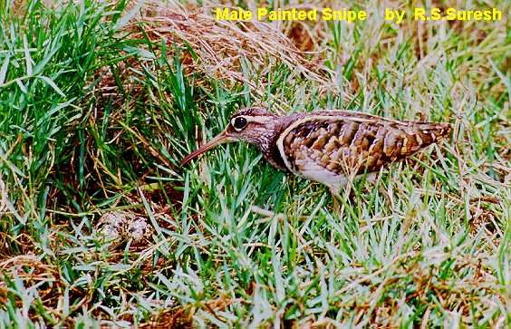 Male Greater Painted-Snipe