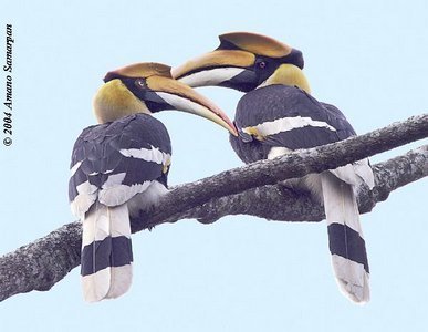 Female and Male Great Hornbills