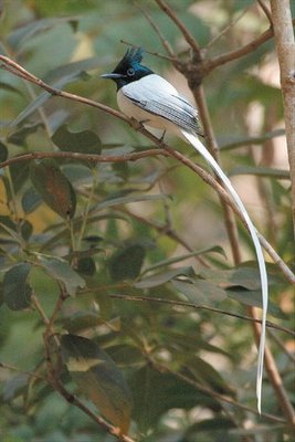 Male(in white morph) Asian Paradise-Flycatcher