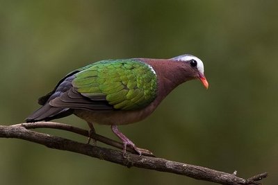 Male Emerald Dove